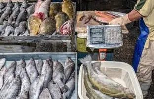 آیا مصرف ماهی برای کودکان مضر است؟
