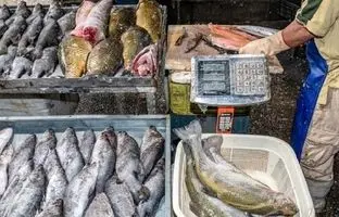 آیا مصرف ماهی برای کودکان مضر است؟
