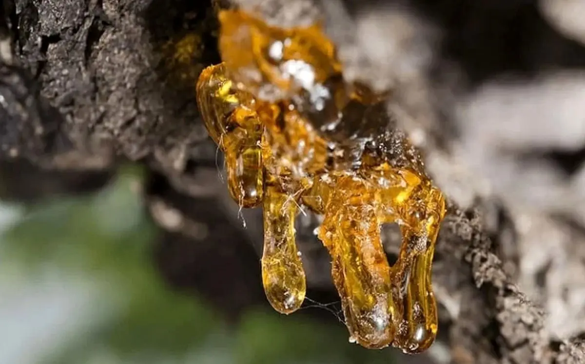 خواص صمغ درخت زردآلو 