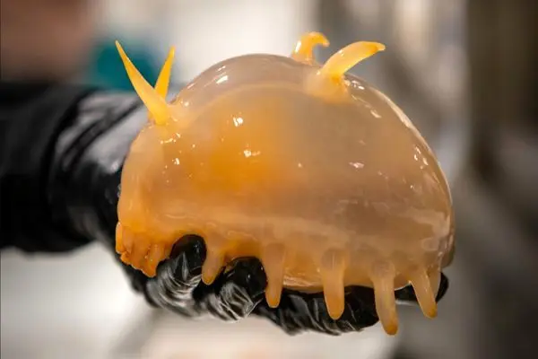  جانوران عجیبی که در آب‌های قطب جنوب صید شدند 