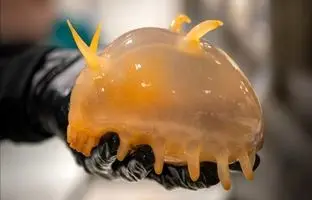  جانوران عجیبی که در آب‌های قطب جنوب صید شدند 