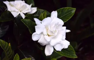 روش کاشت، تکثیر و نگهداری گیاه گاردنیا در منزل