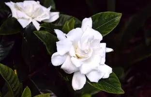 روش کاشت، تکثیر و نگهداری گیاه گاردنیا در منزل