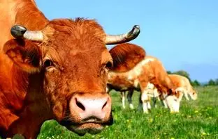 چرای گاو در محل برگزاری مسابقات دوومیدانی قهرمانی کشور! + ویدئو