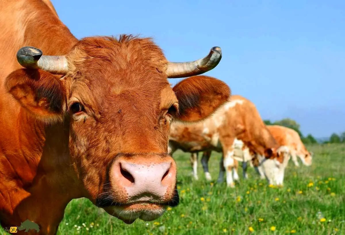 چرای گاو در محل برگزاری مسابقات دوومیدانی قهرمانی کشور! + ویدئو