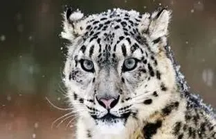 پلنگ وحشی بر روی دوش جوان افغان + ویدئو