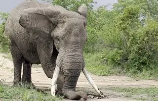 وقتی فیل خشمگین با عاج قدرتمندش جاده را شخم می زند! +ویدئو
