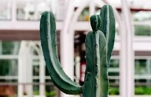 زیباترین کاکتوس‌های غول‌پیکر آپارتمانی که دکور خانه را متحول می‌کنند!