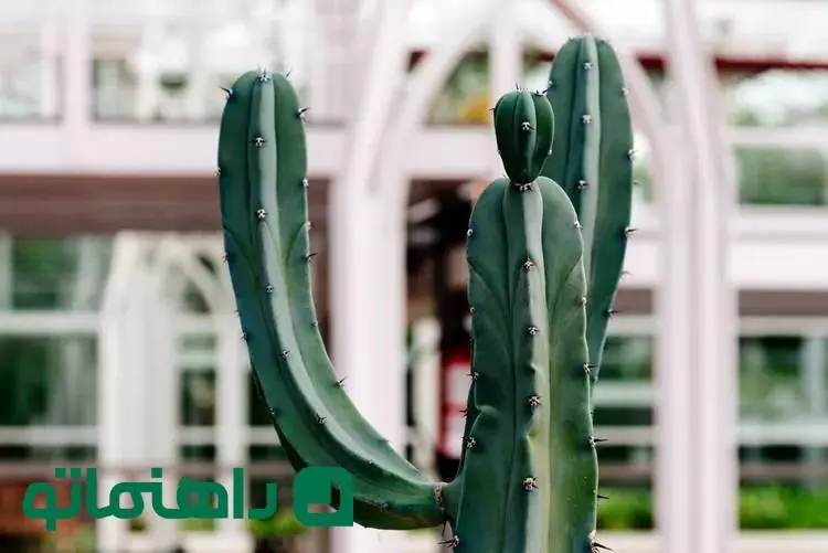 زیباترین کاکتوس‌های غول‌پیکر آپارتمانی که دکور خانه را متحول می‌کنند!