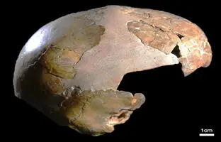  کودک ۱۴۰هزار ساله با چهره‌ای دوگانه؛ انسان امروزی یا نئاندرتال؟ 