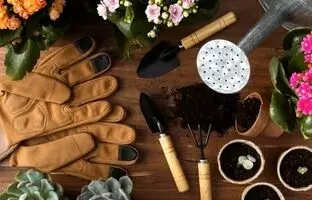 چگونه گلدان گیاهان را تعویض کنیم؟