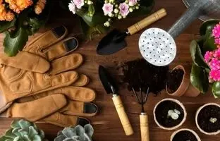 چگونه گلدان گیاهان را تعویض کنیم؟
