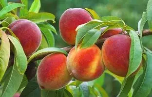 نحوه کاشت هسته هلو در گلدان