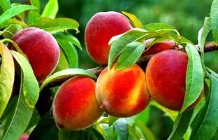 نحوه کاشت هسته هلو در گلدان