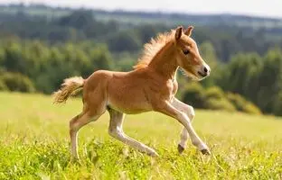 حمله ناگهانی اسب به مادر و فرزندش + ویدئو