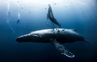 با آهنگساز مرموز اقیانوس‌ها بیشتر آشنا شوید/ وال‌های گوژپشت؛ غول‌های آوازخوان اقیانوس + ویدئو