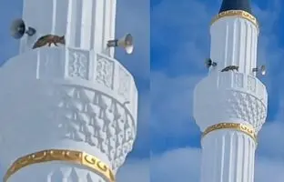 مشاهده یک روباه در بالای مناره مسجدی در ترکیه! + ویدئو