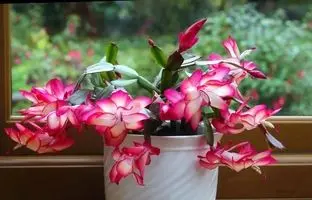 باور نمی‌کنید این‌ها کاکتوس‌اند! | ۶ کاکتوس خاص با برگ و گل‌های شگفت‌انگیز

