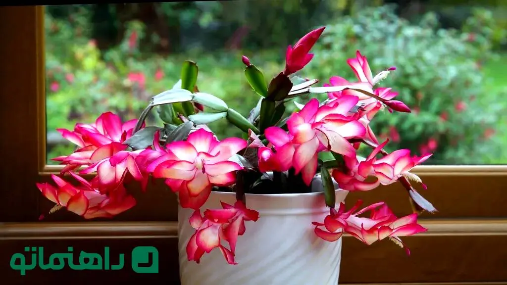 باور نمی‌کنید این‌ها کاکتوس‌اند! | ۶ کاکتوس خاص با برگ و گل‌های شگفت‌انگیز

