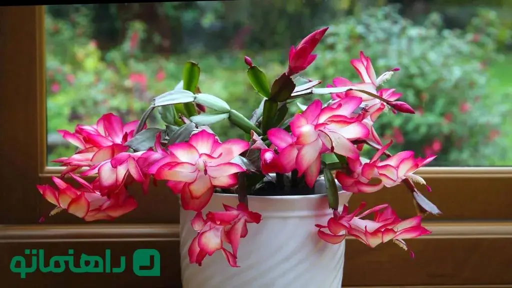 باور نمی‌کنید این‌ها کاکتوس‌اند! | ۶ کاکتوس خاص با برگ و گل‌های شگفت‌انگیز

