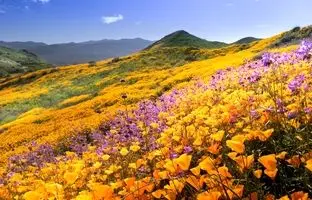 5 دشت پرگل ایران که در خرداد باید ببینید