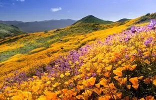 5 دشت پرگل ایران که در خرداد باید ببینید