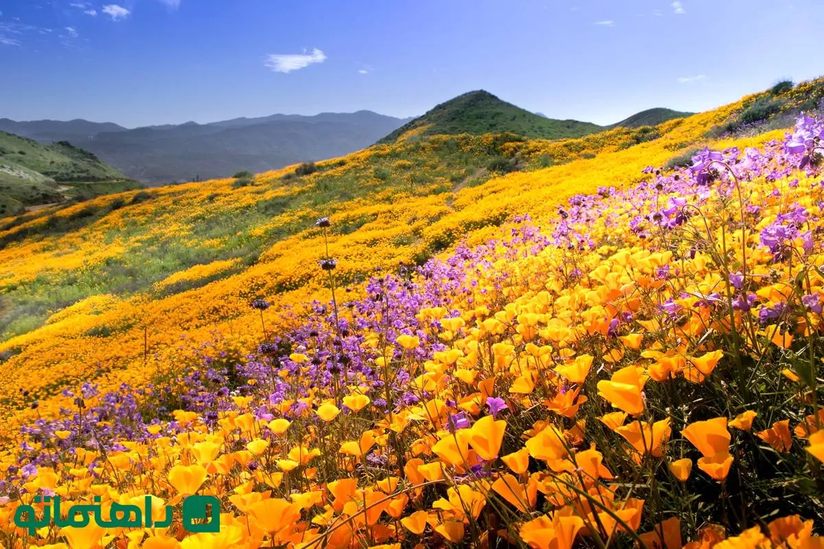 5 دشت پرگل ایران که در خرداد باید ببینید