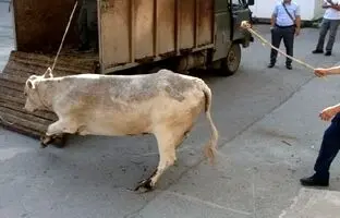 پرتاب مرد قصاب به هوا بر اثر لگد سهمگین گاو در کشتارگاه! + ویدئو