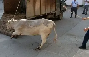 پرتاب مرد قصاب به هوا بر اثر لگد سهمگین گاو در کشتارگاه! + ویدئو