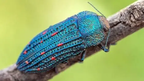 جواهر آبی شیلی در قاب لنز: کشفی کمیاب در پارک ملی ریو کلارو + عکس