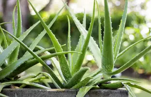 هر آنچه باید درباره نگهداری گیاه آلوئه‌ورا بدانید + راهنمای کامل  و رازها