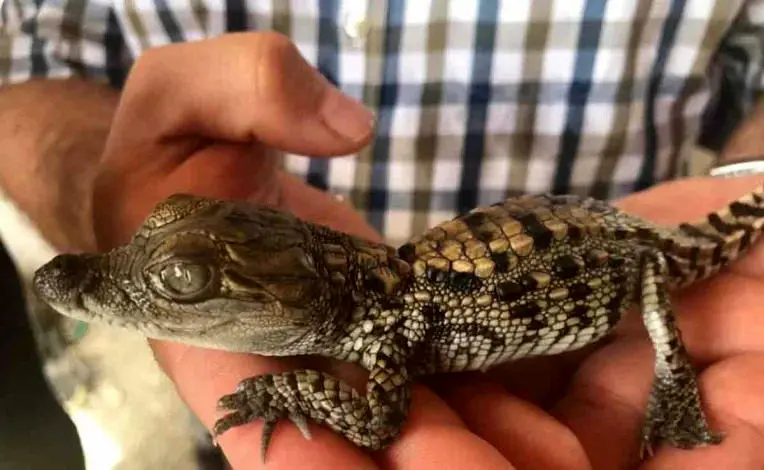 ثبت تولد تعداد ۷۰ نوزاد گاندو برای اولین‌بار در ایران