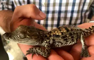 ثبت تولد تعداد ۷۰ نوزاد گاندو برای اولین‌بار در ایران