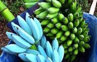 عجیب ترین میوه جهان، موزی به رنگ آبی! + ویدئو