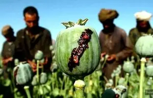 نحوه عجیب خرید و فروش تریاک در افغانستان! + ویدئو