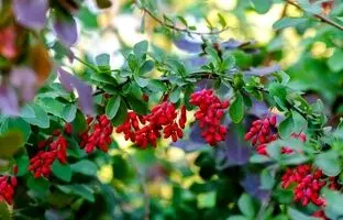 زرشک چه خواصی دارد و چه کسانی نباید آن را مصرف کنند؟ 