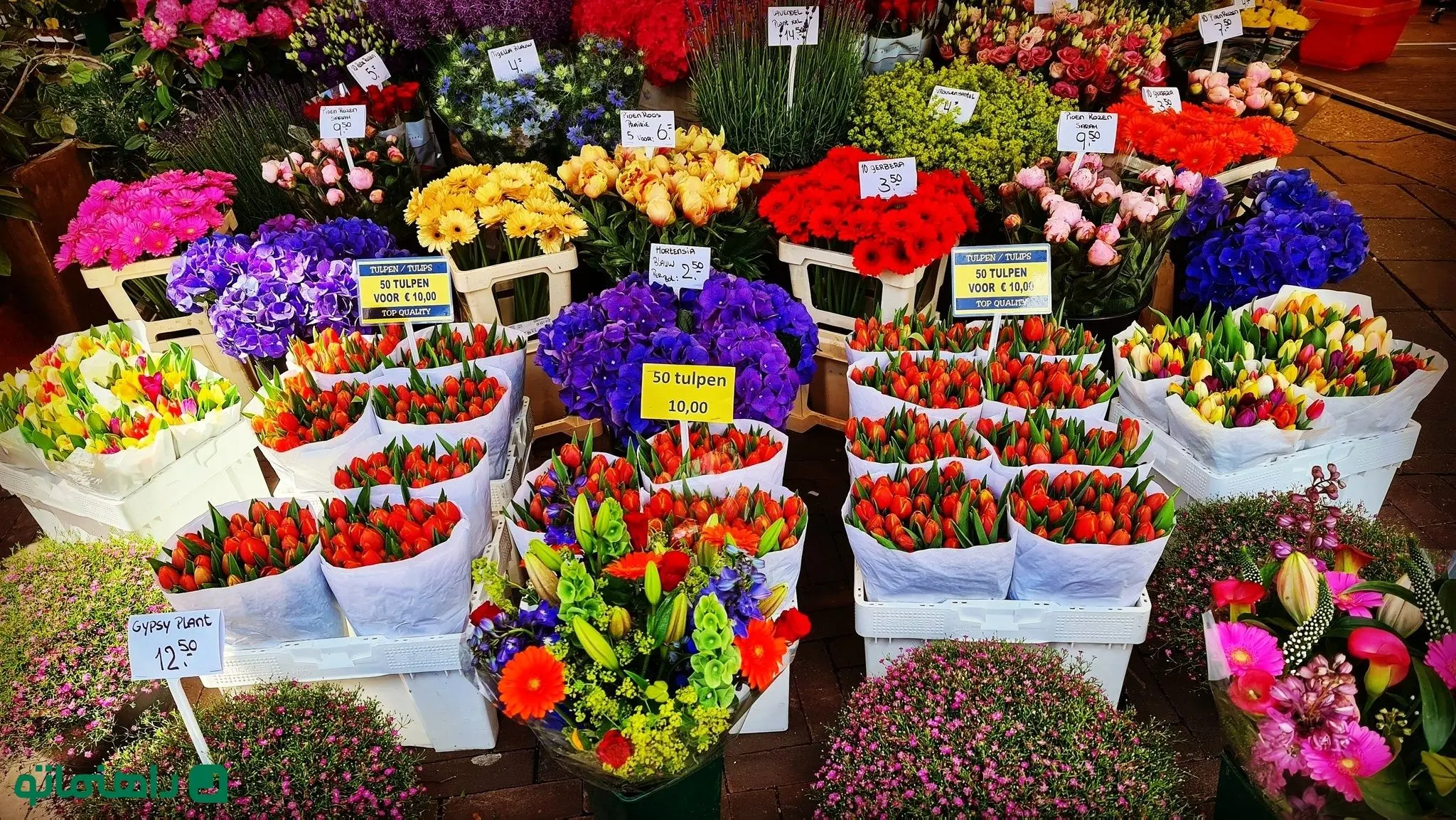 بهترین بازارهای گل و گیاه تهران کجاست؟