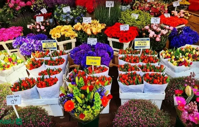 بهترین بازارهای گل و گیاه تهران کجاست؟
