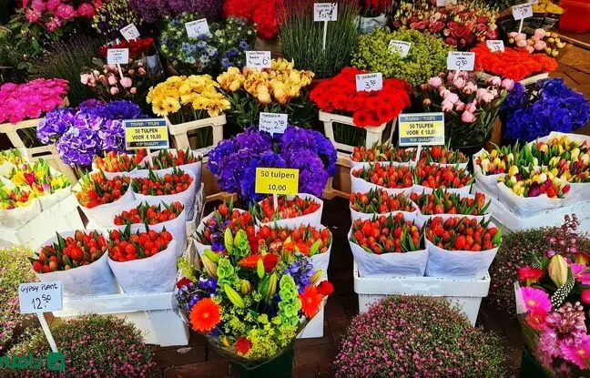 بهترین بازارهای گل و گیاه تهران کجاست؟