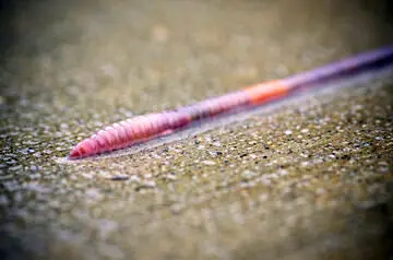 چرا کرم‌ها پس از باران از خاک بیرون می‌آیند؟