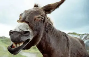 شیرین ترین داستان‌های کلیله و دمنه؛ الاغی که مغز نداشت + ویدئو