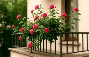 گل‌های بهاری ۱۴۰۴: ساناز، با شکوفه‌های زیبایش بالکن را زنده می‌کند