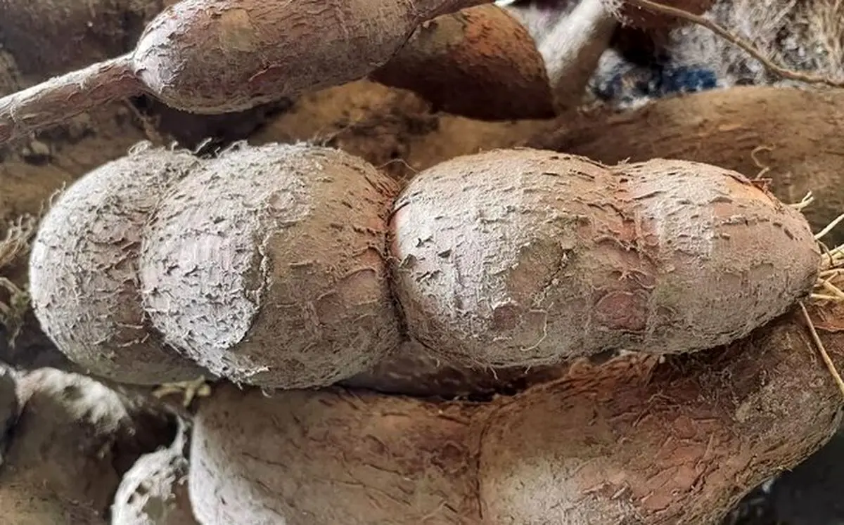 غذایی که هر ساله ۲۰۰ نفر را به کام مرگ می‌فرستد
