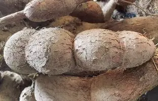 غذایی که هر ساله ۲۰۰ نفر را به کام مرگ می‌فرستد
