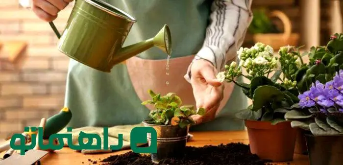 گیاهان آپارتمانی در دکوراسیون : این ۷ اشتباه را مرتکب نشوید!