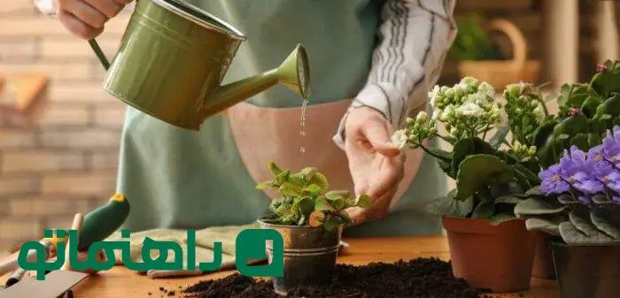 گیاهان آپارتمانی در دکوراسیون : این ۷ اشتباه را مرتکب نشوید!