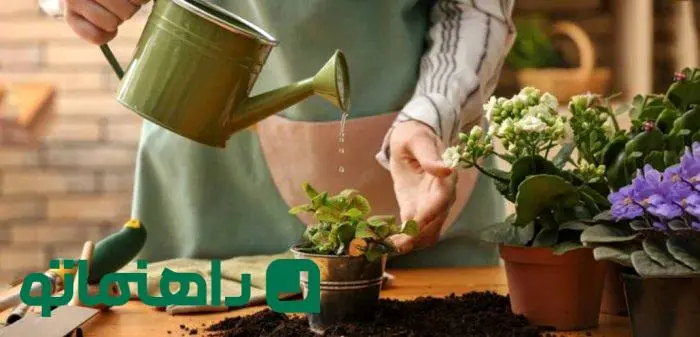 گیاهان آپارتمانی در دکوراسیون : این ۷ اشتباه را مرتکب نشوید!