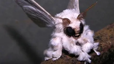 زیباترین و نادرترین شاپرک های جهان؛ از لونا تا پیکاسو!  + عکس