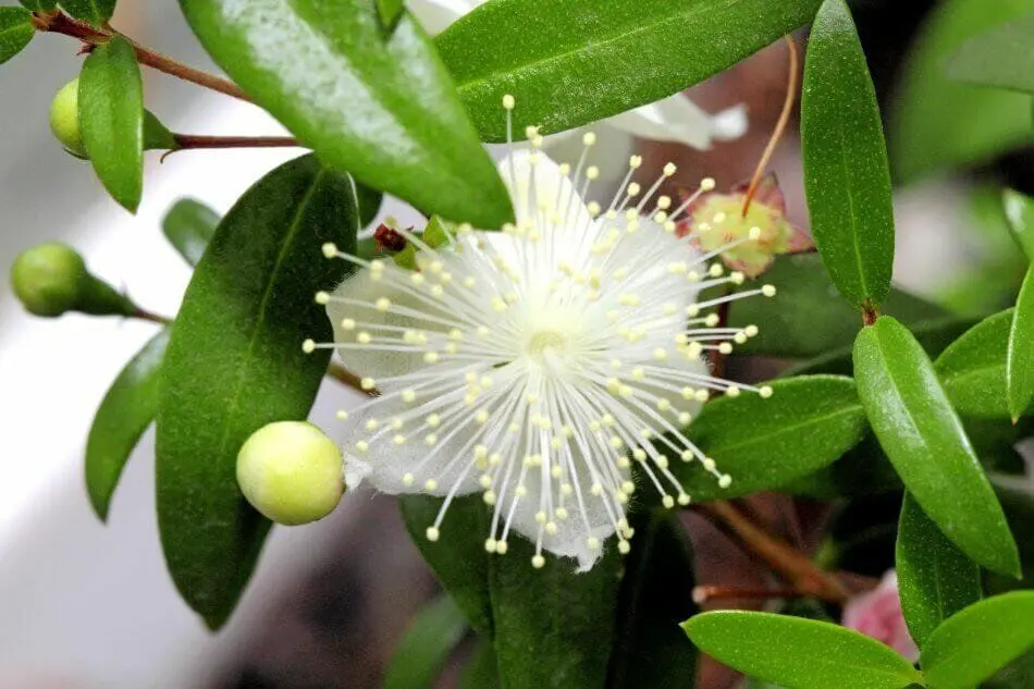 گیاه مورد چیست ؟ همه چیز درباره گیاه مورد | نحوه استفاده و میزان مصرف مورد + عکس گیاه مورد