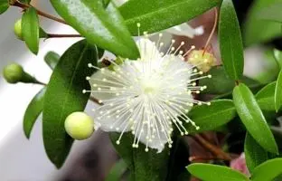 گیاه مورد چیست ؟ همه چیز درباره گیاه مورد | نحوه استفاده و میزان مصرف مورد + عکس گیاه مورد